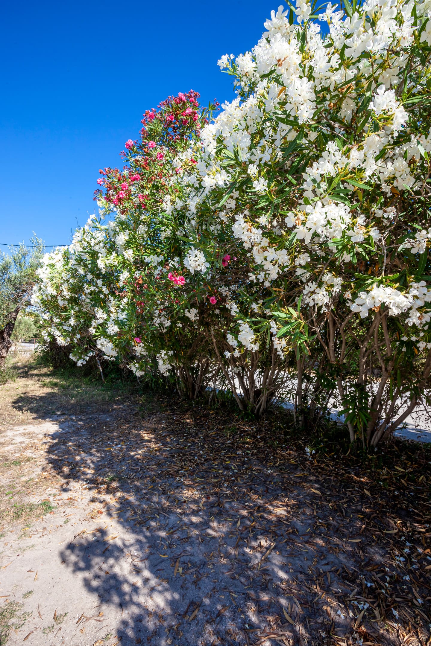 Apartment Chalkidiki