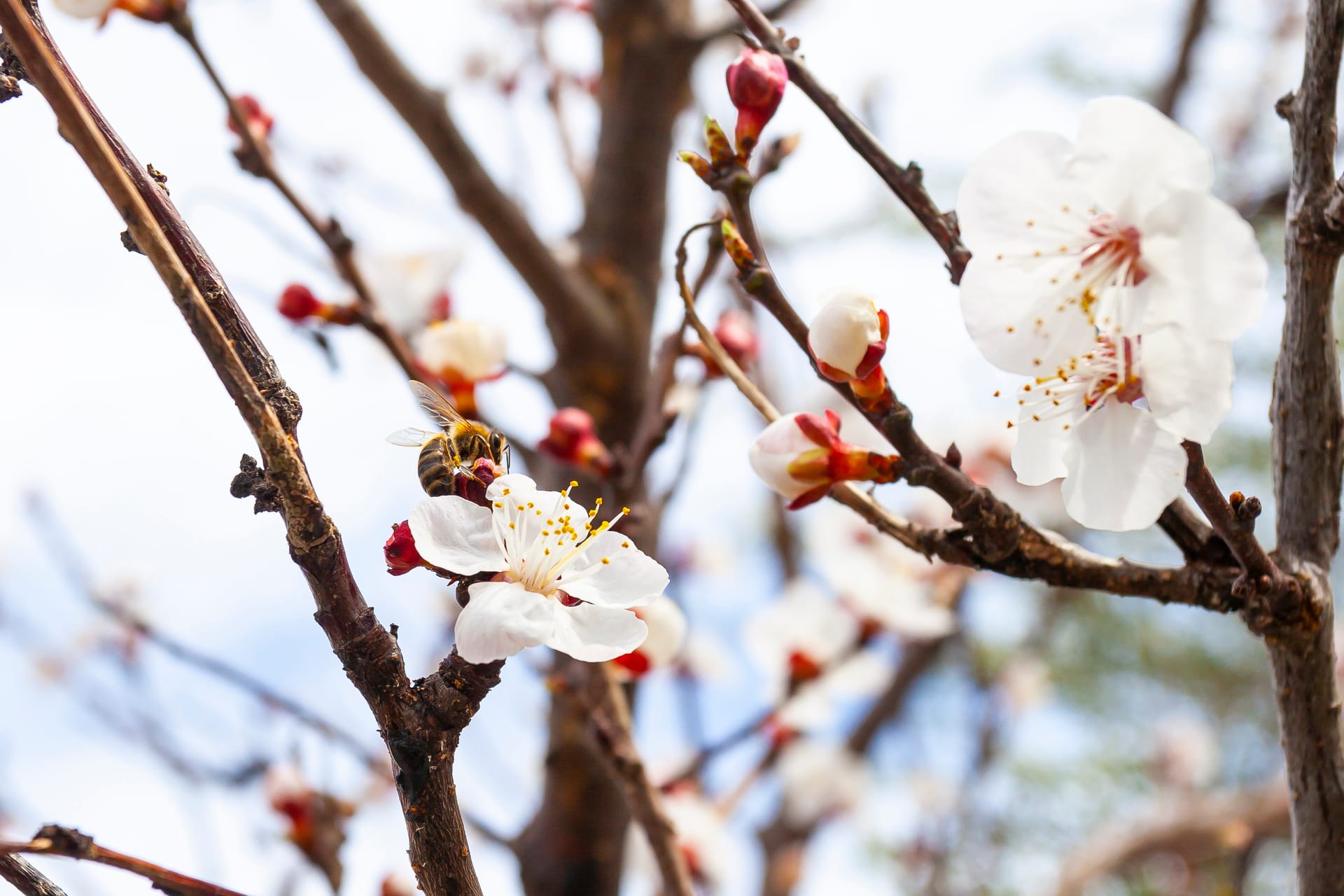 Apartment Chalkidiki