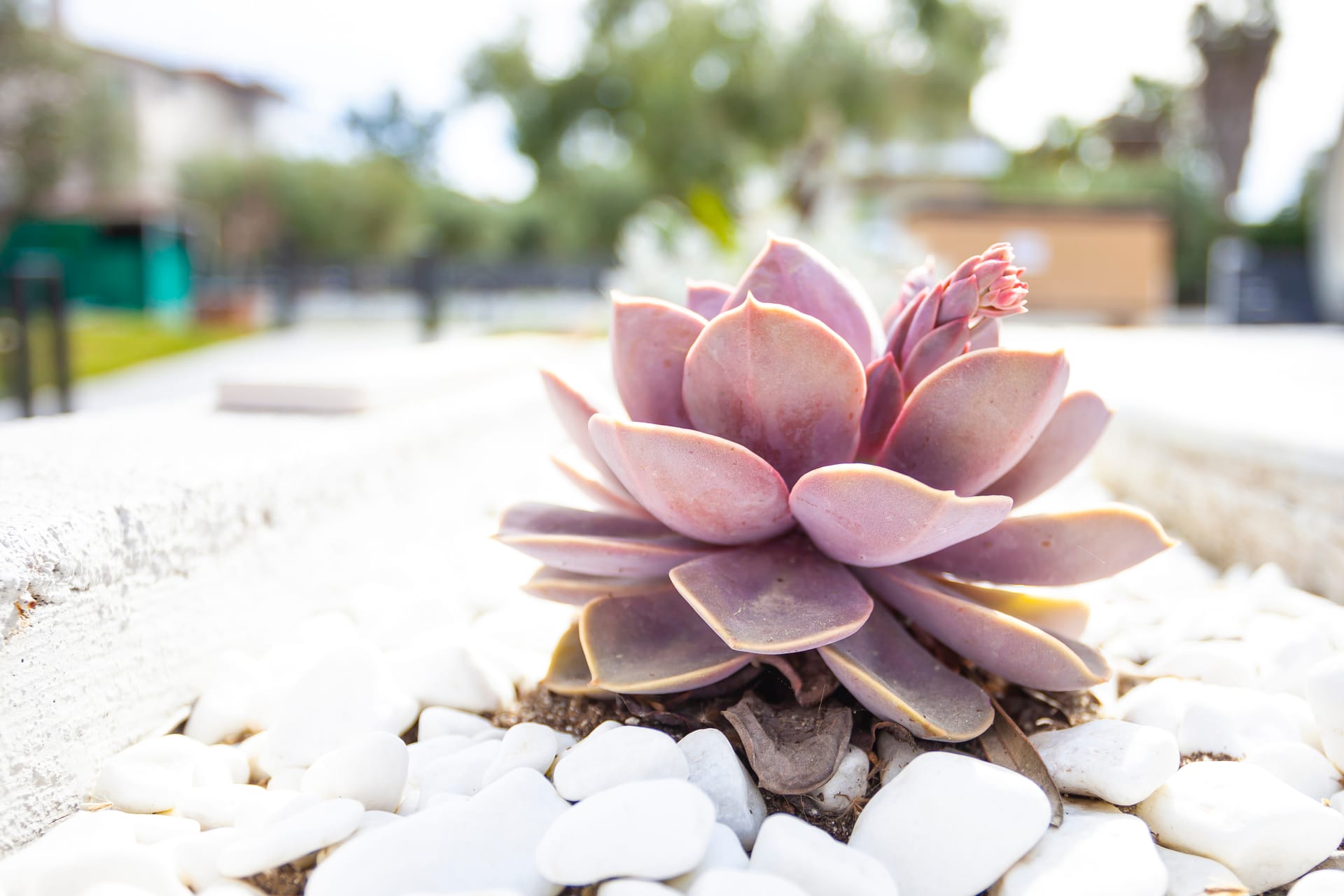 Apartment Chalkidiki