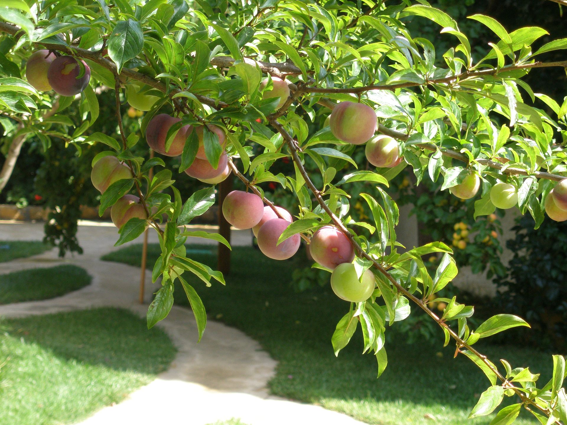 Hotel Ariadne Skyros