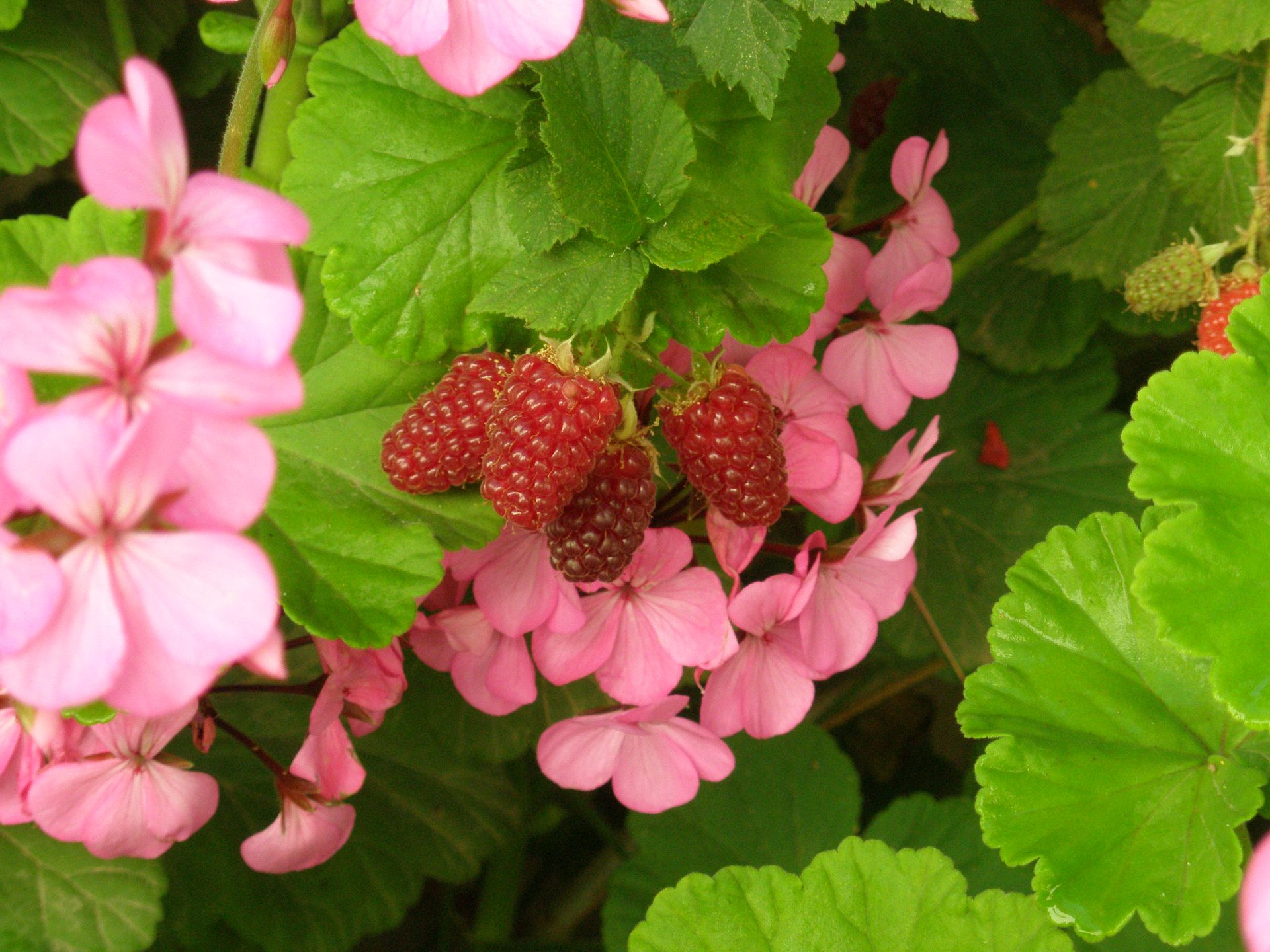 Hotel Ariadne Skyros