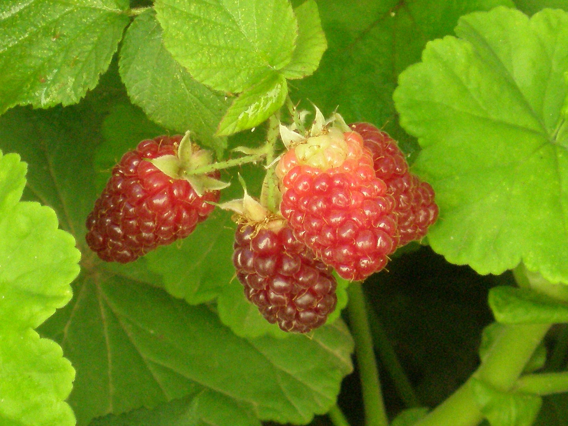 Hotel Ariadne Skyros