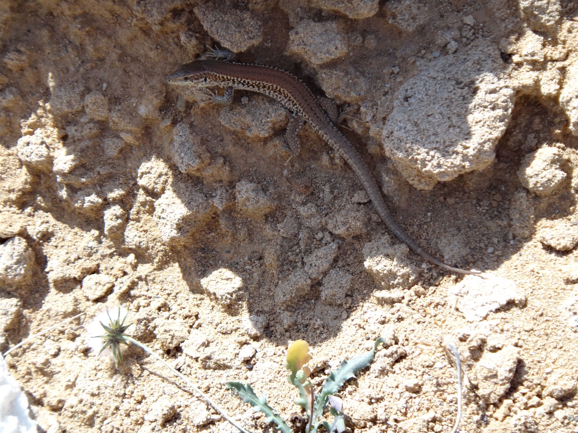 Hotel Ariadne Skyros