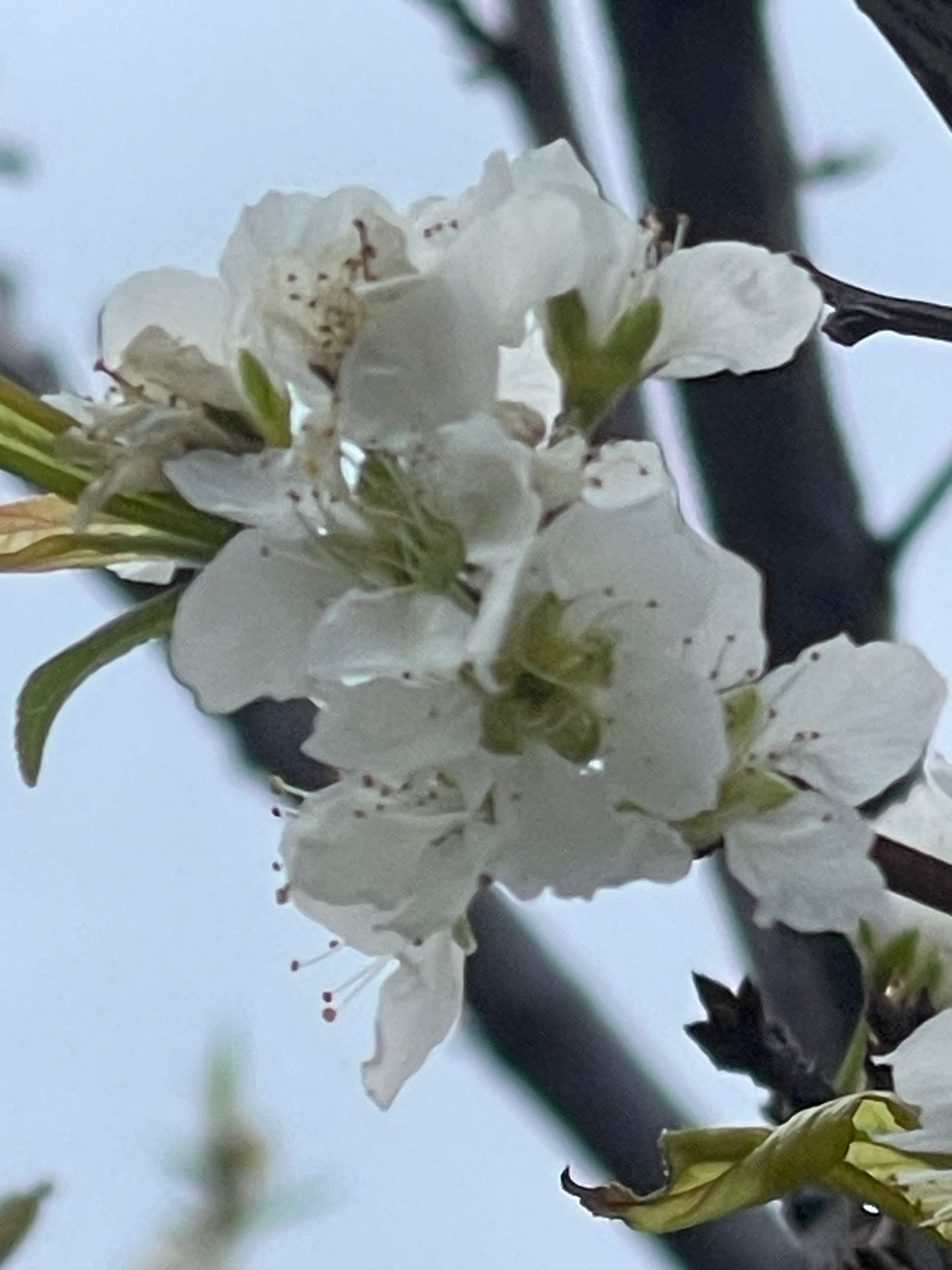 Hotel Ariadne Skyros