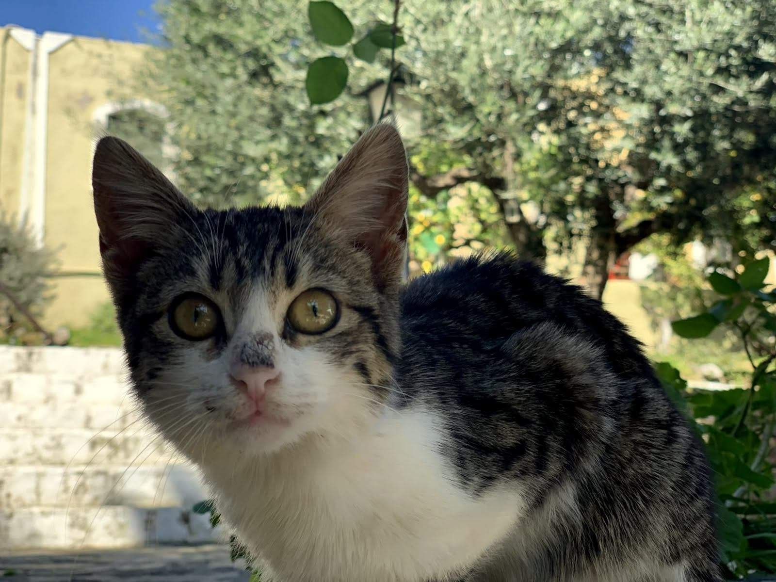 Arolithos Traditional Cretan Village