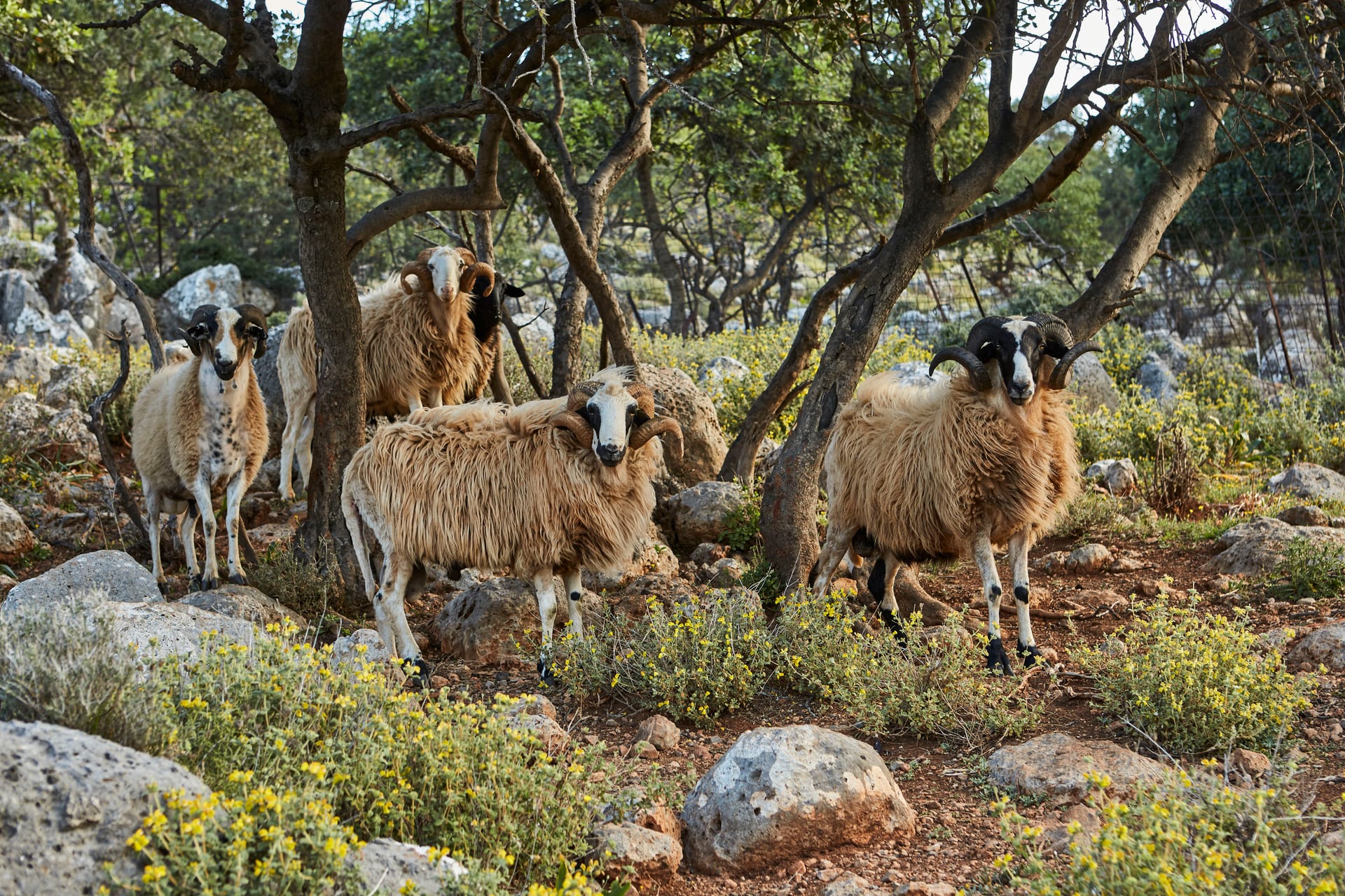 Arolithos Traditional Cretan Village