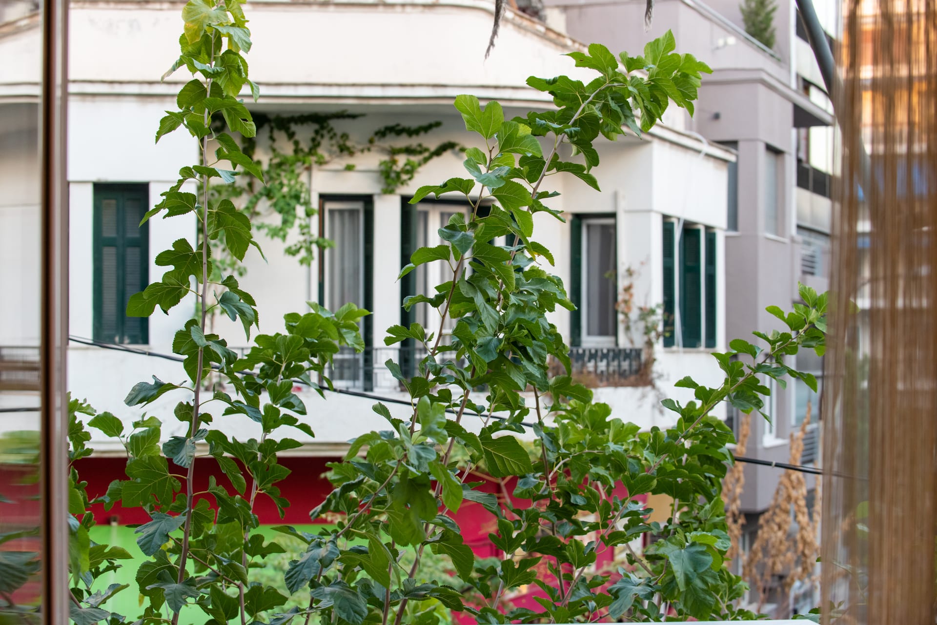 Blue Ark Acropolis Spirit