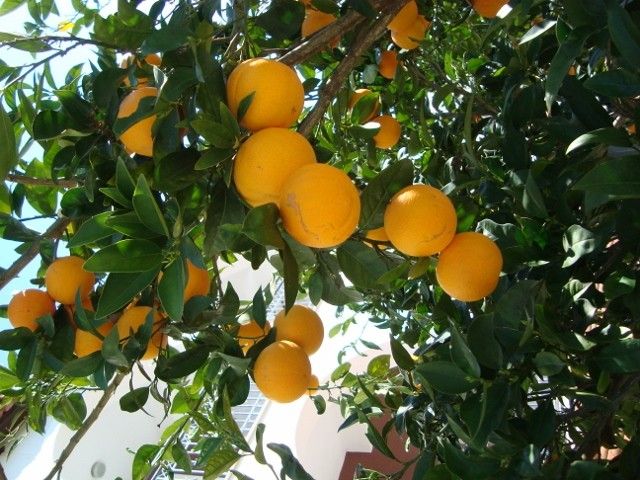 Castelli Hotel Zante