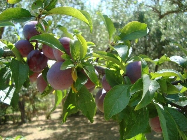 Castelli Hotel Zante