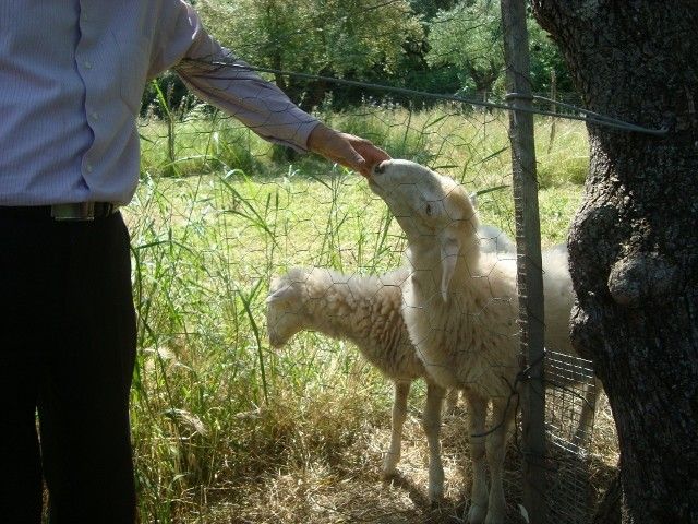 Castelli Hotel Zante