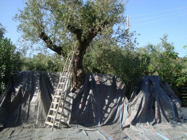 Castelli Hotel Zante