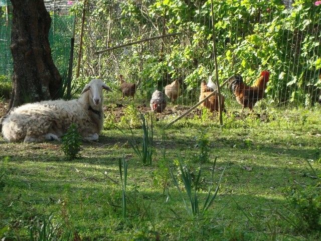 Castelli Hotel Zante
