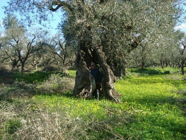 Castelli Hotel Zante