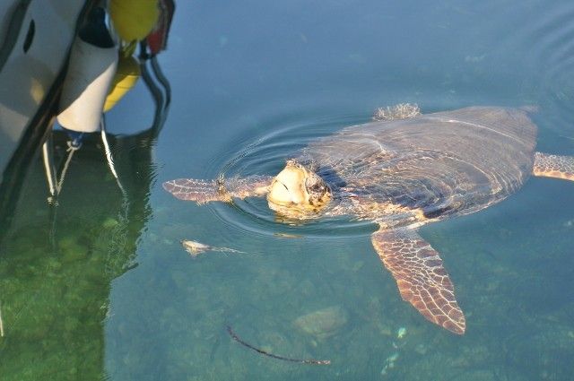 Castelli Hotel Zante