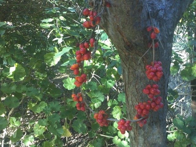 Castelli Hotel Zante