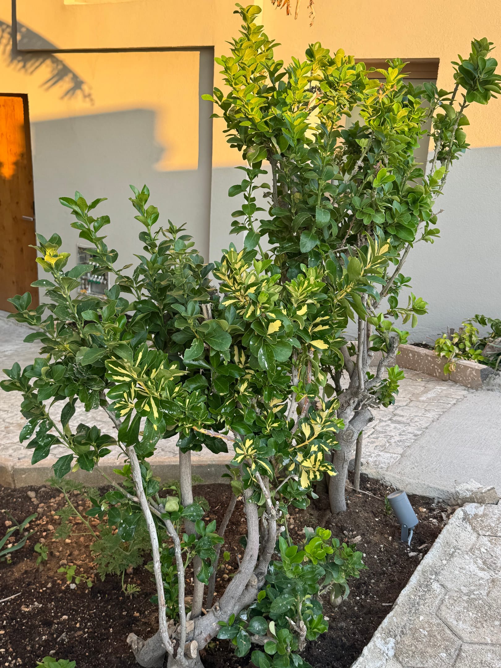 The Noverian Antama Organic Beach Resort Chania