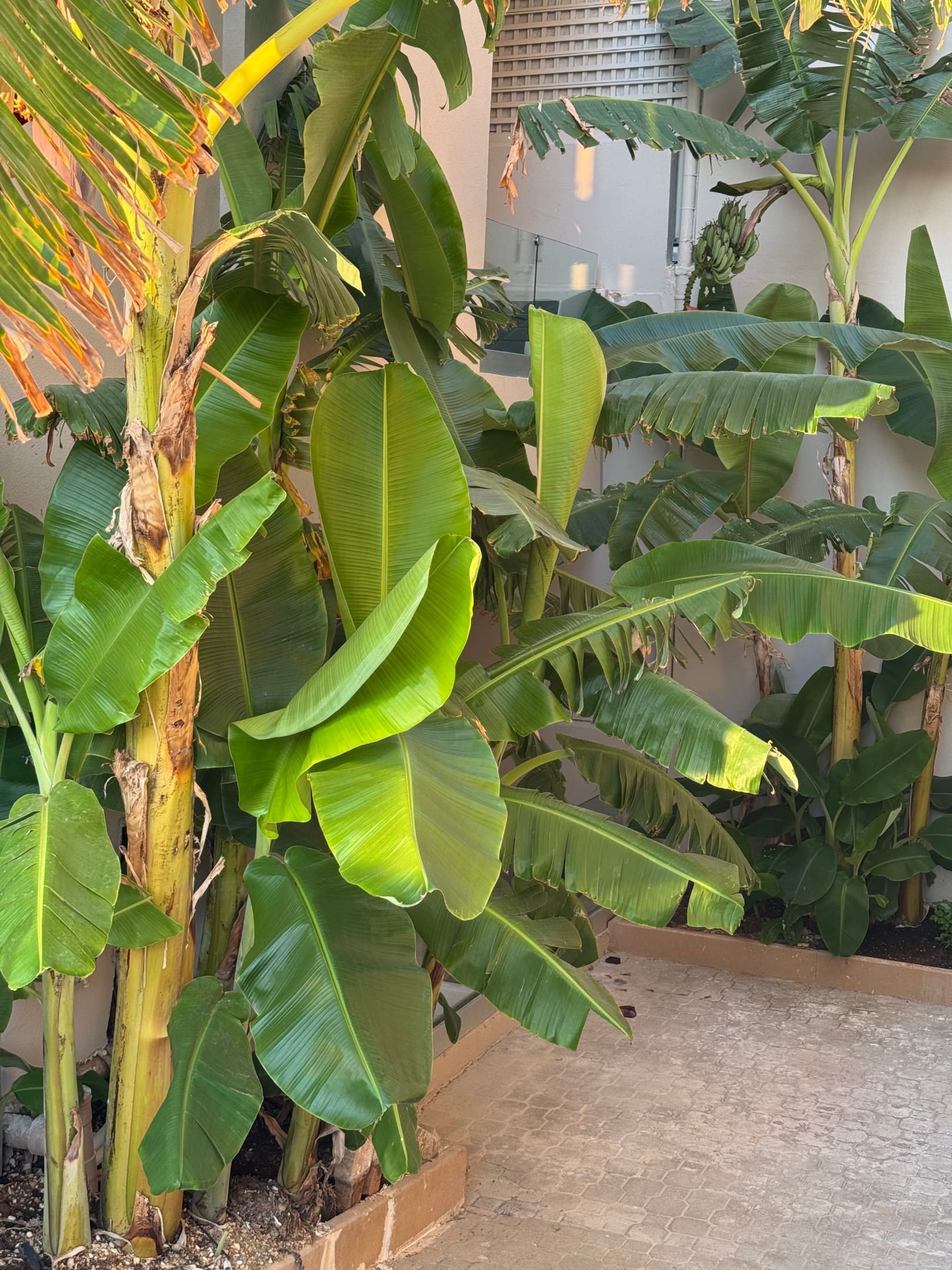 The Noverian Antama Organic Beach Resort Chania