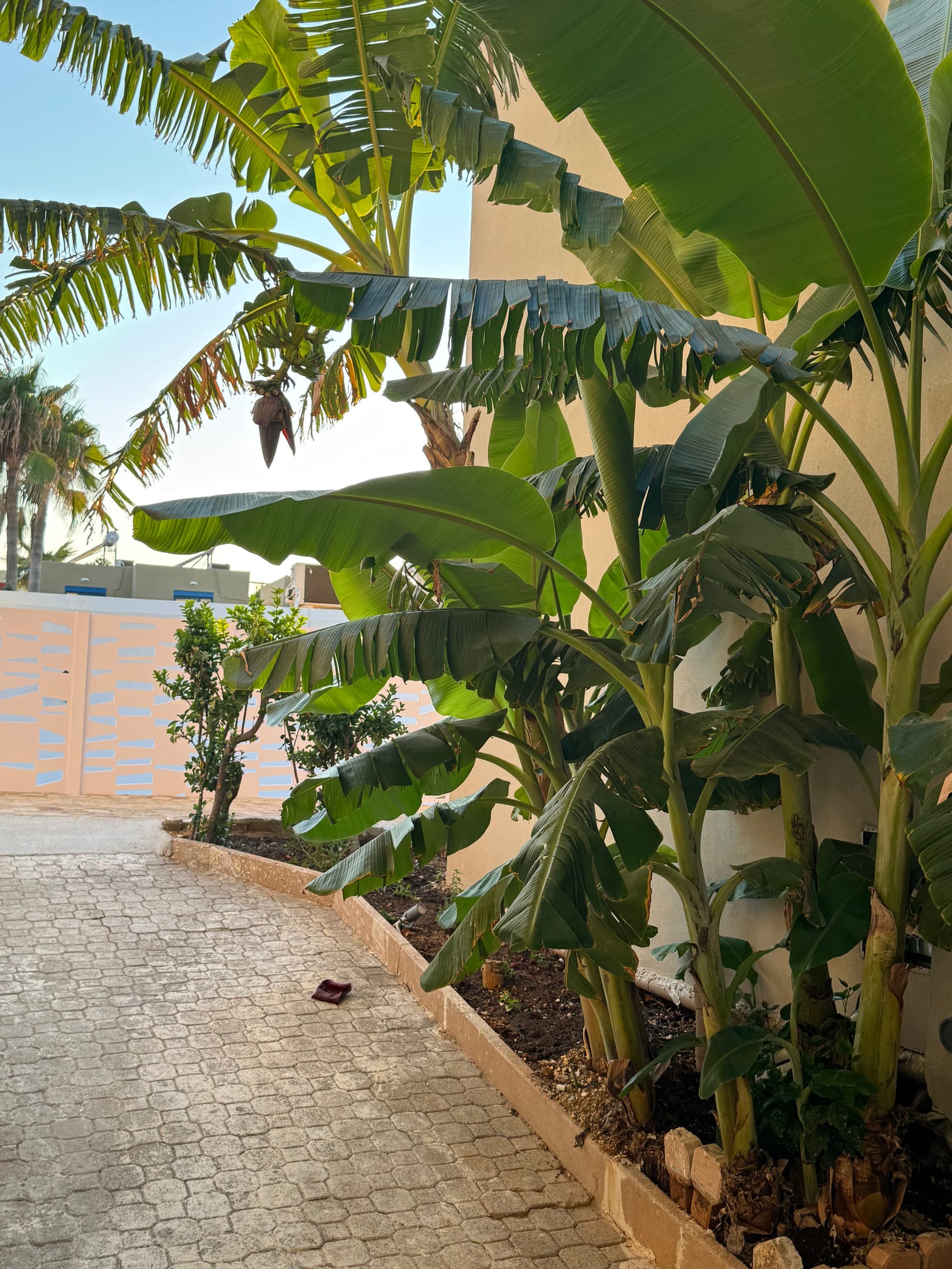 The Noverian Antama Organic Beach Resort Chania