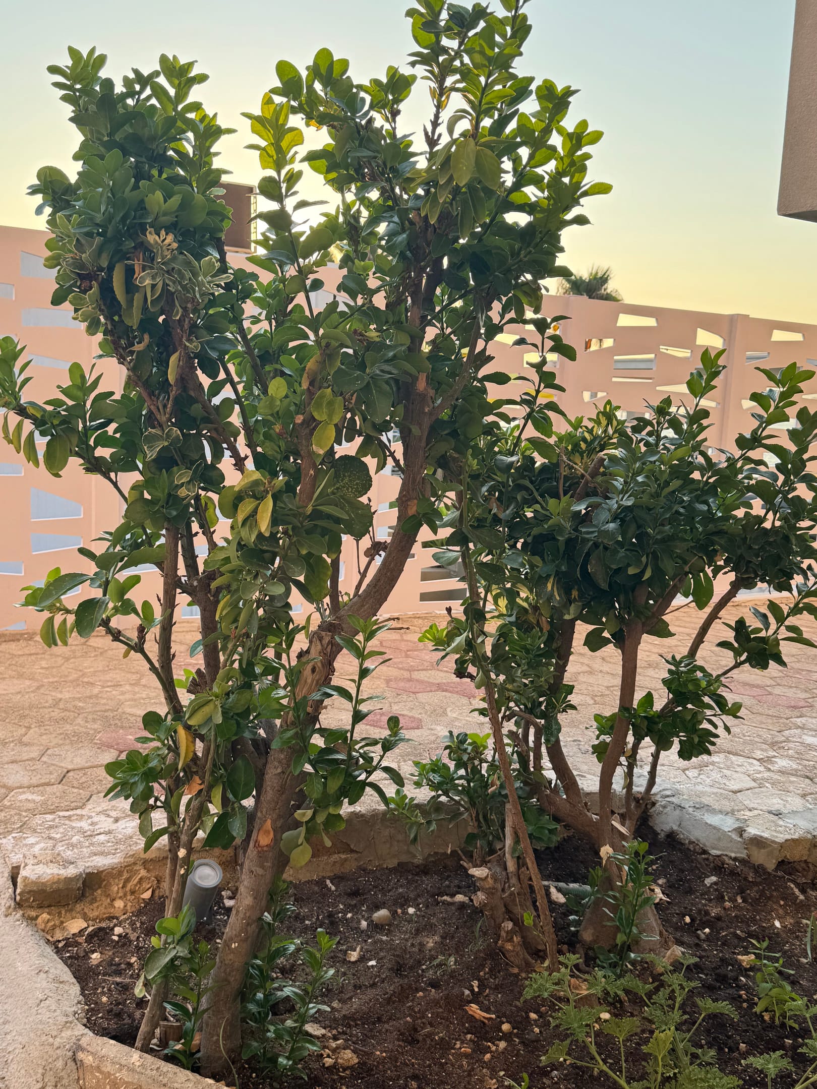 The Noverian Antama Organic Beach Resort Chania