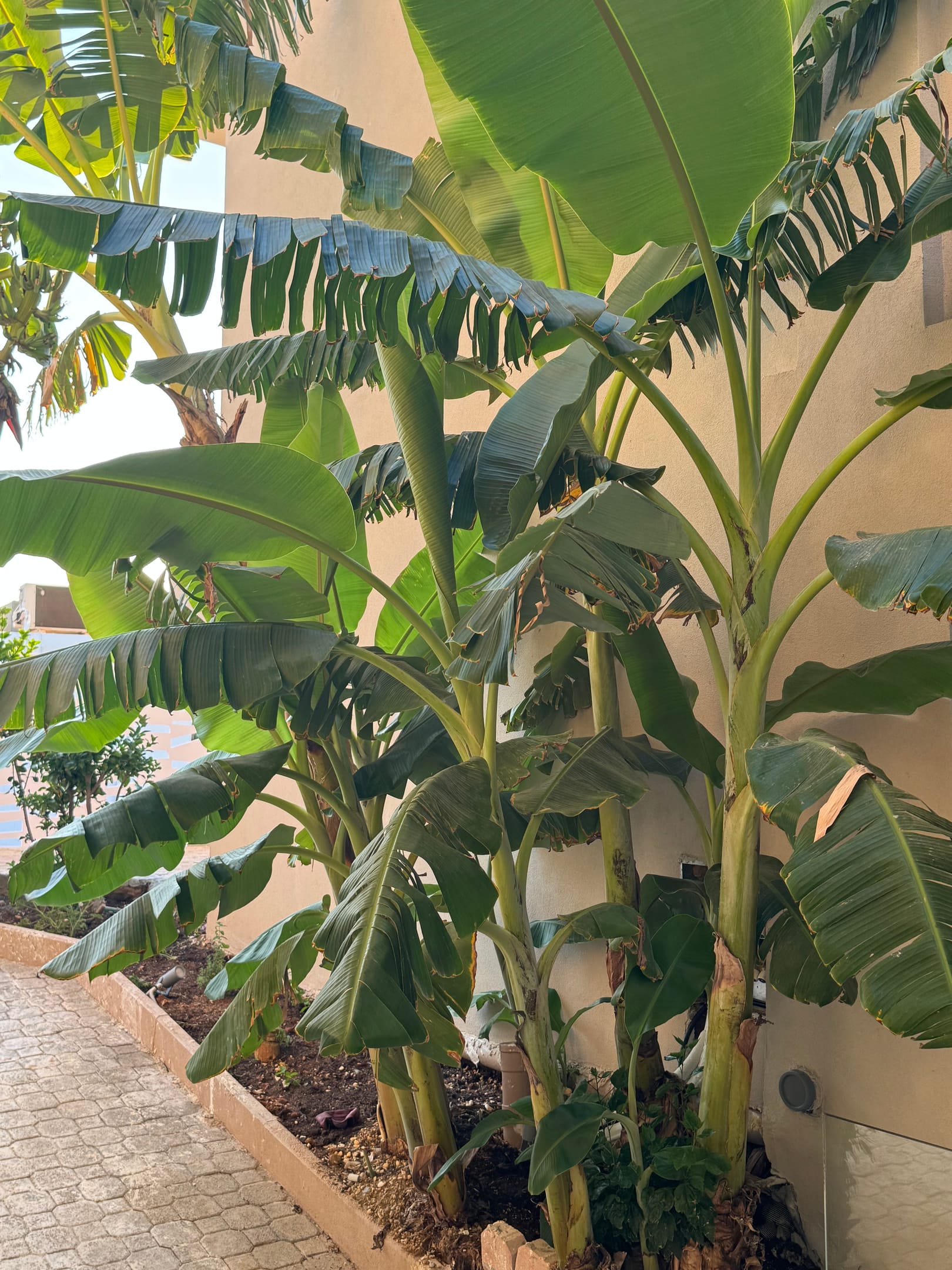 The Noverian Antama Organic Beach Resort Chania