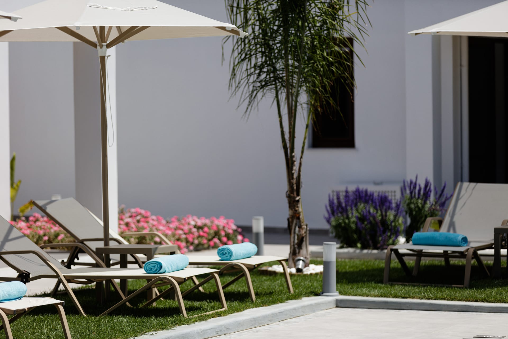 Coconut Palm Paradise