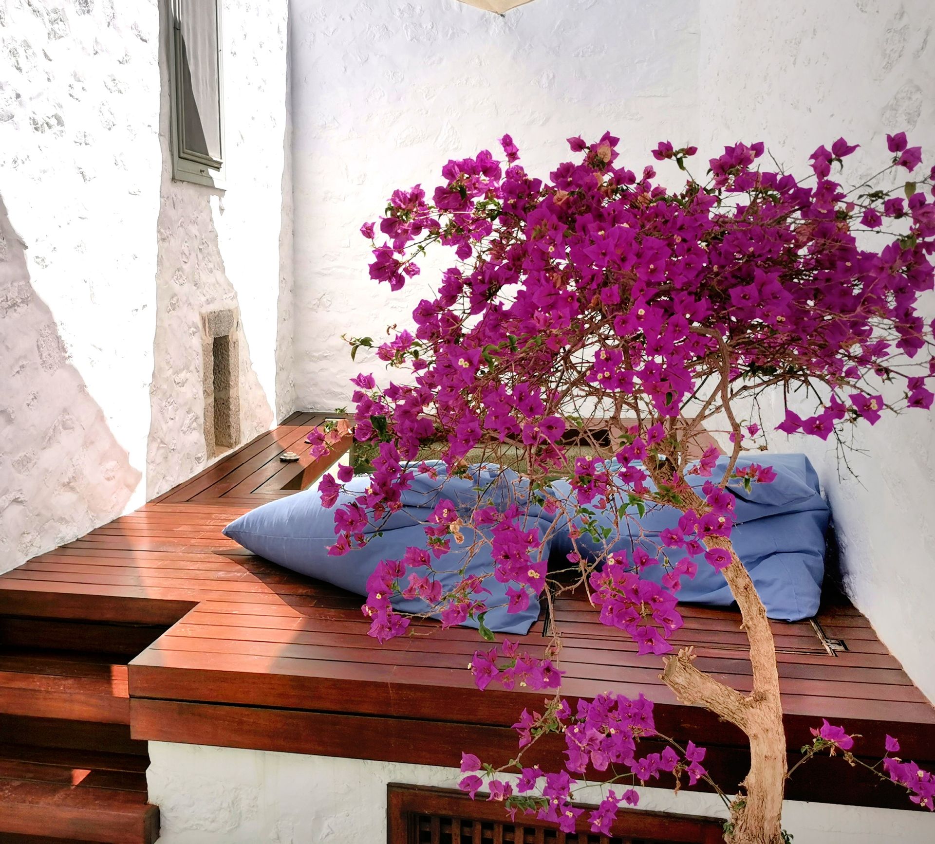 Cotommatae 1810 Hydra