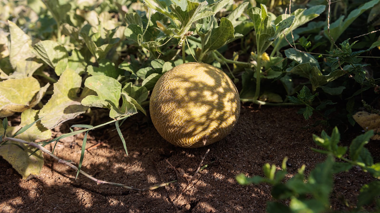 Eden Beachfront Residences and Suites