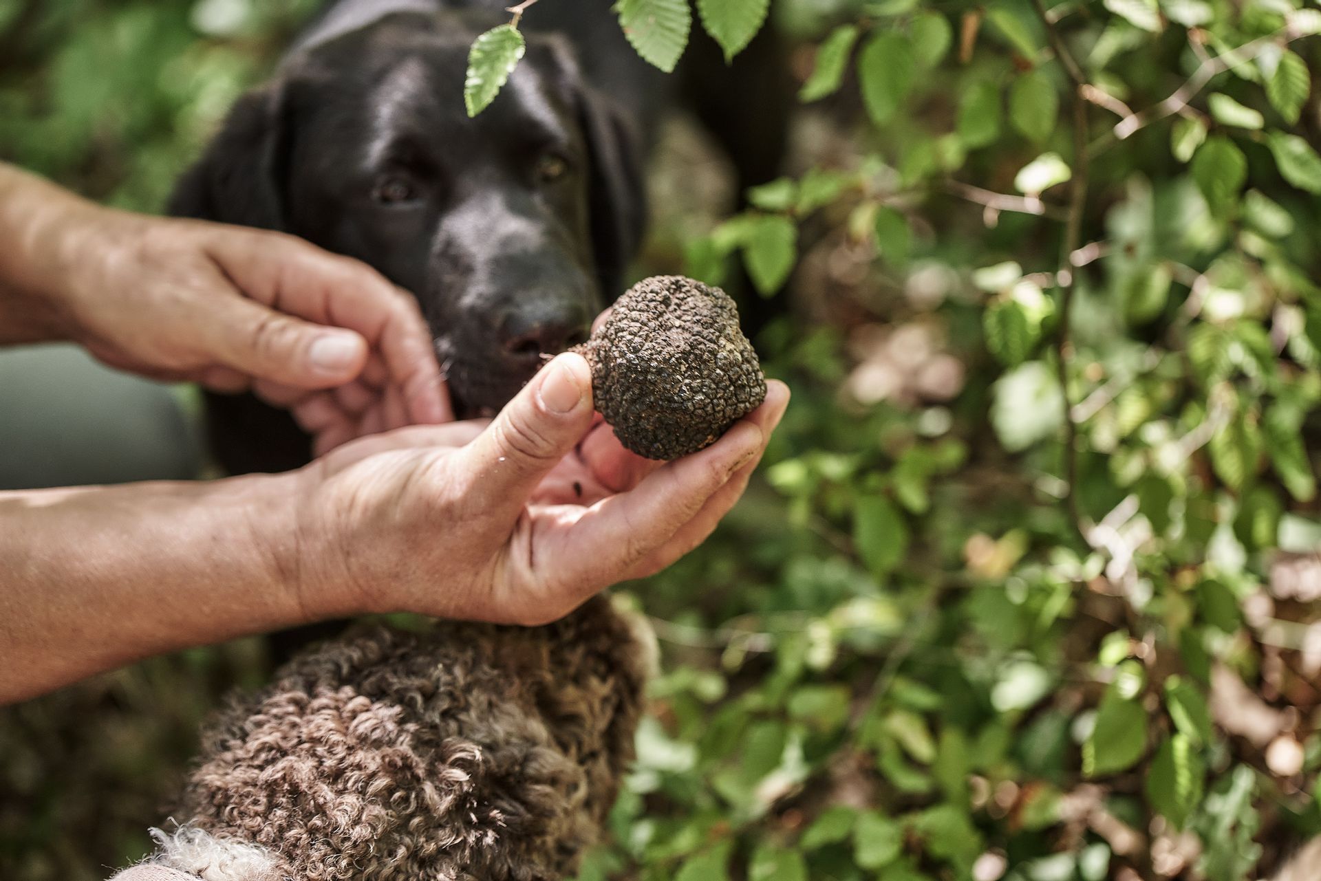 Grand Forest Metsovo