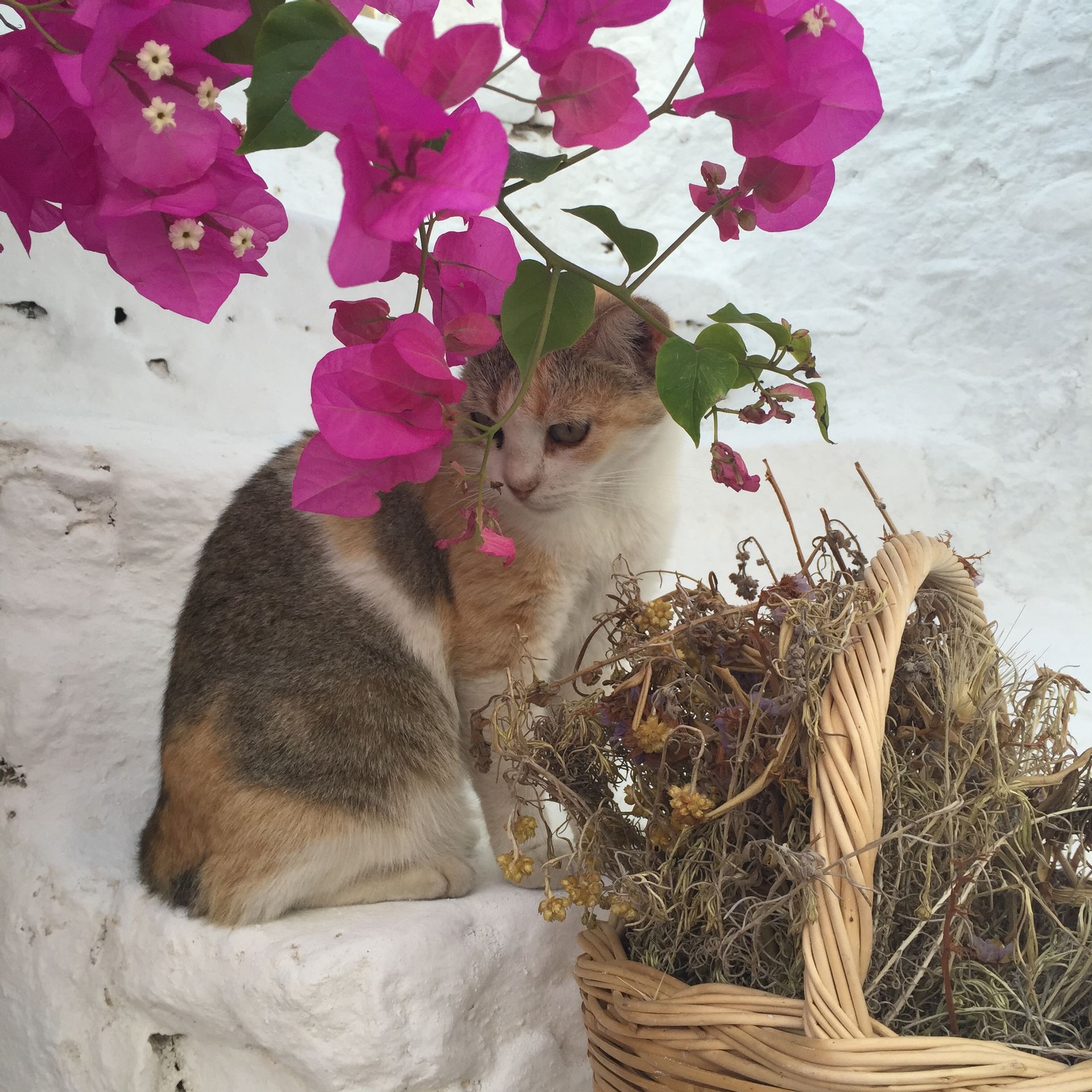 Leonardos Apartments