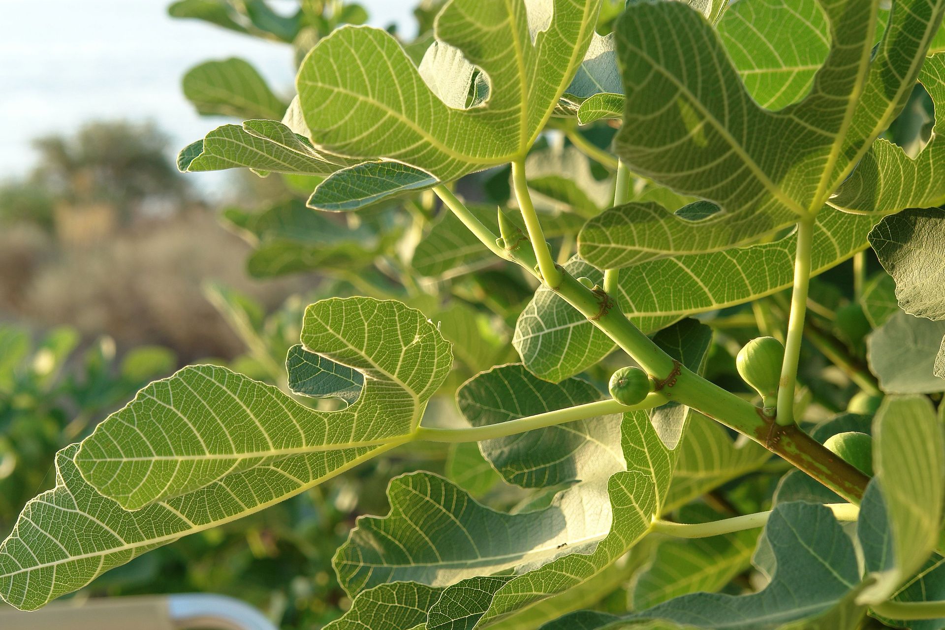 Mirabella Apartments Agios Nikolaos