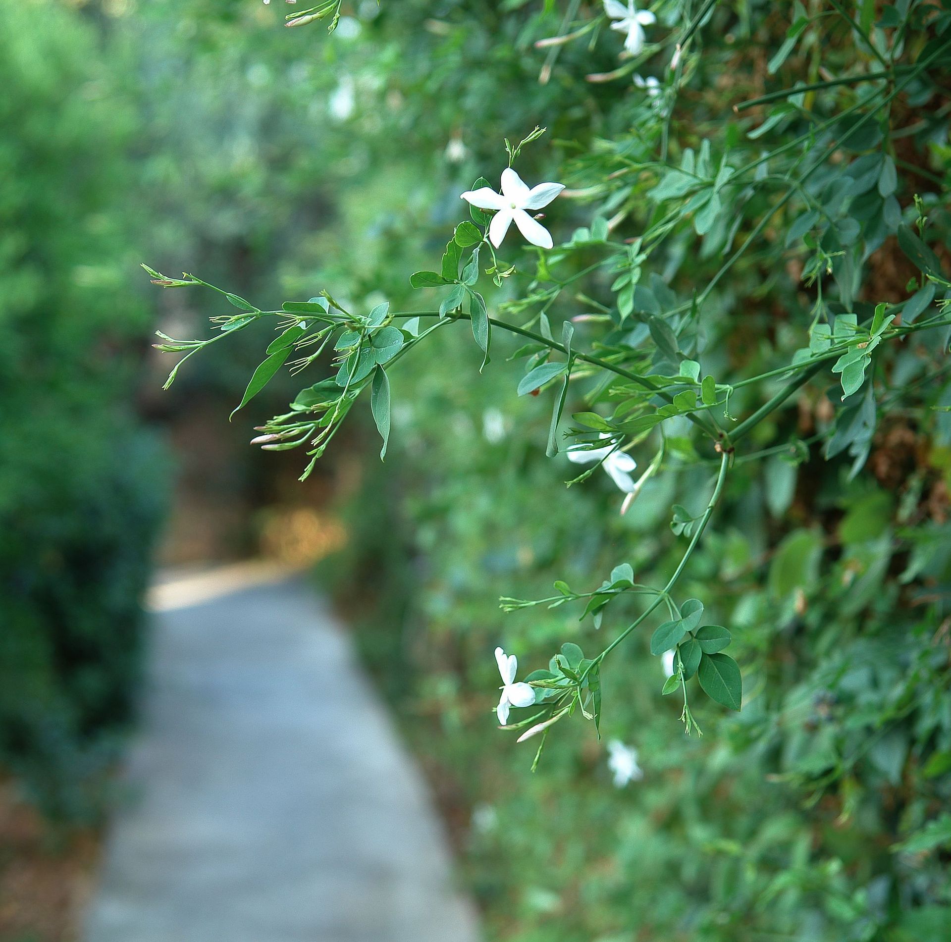 Mirabella Apartments Agios Nikolaos