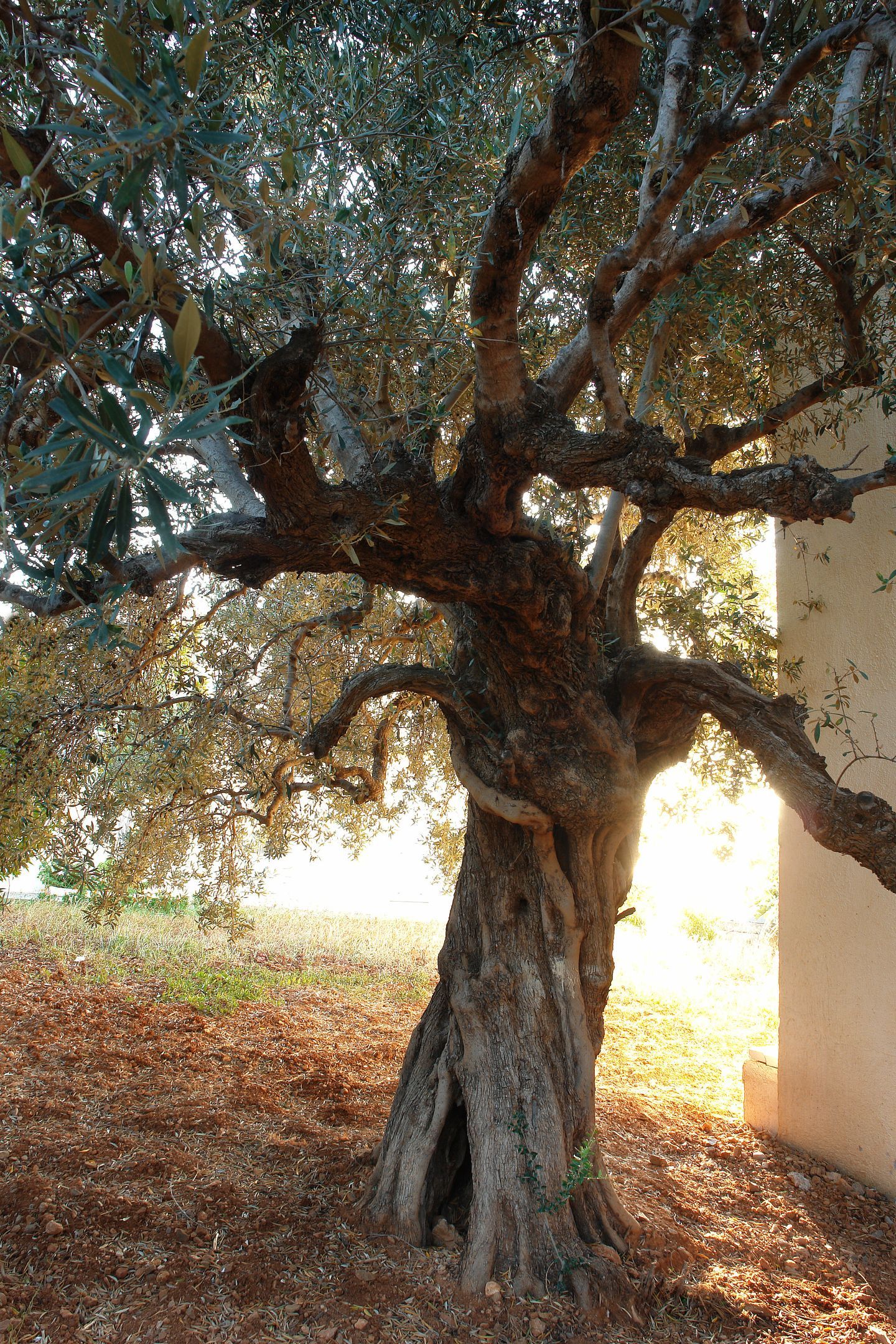 Mirabella Apartments Agios Nikolaos