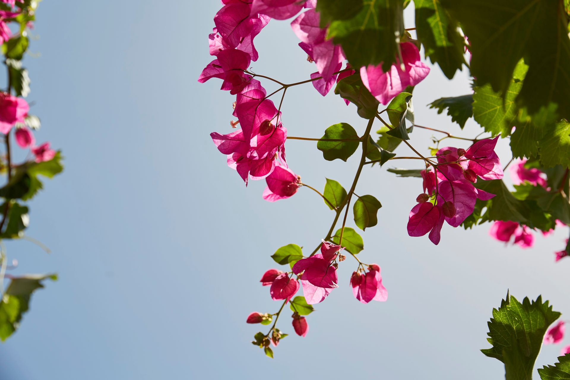 Mrs Armelina by Mr&Mrs White Hotels