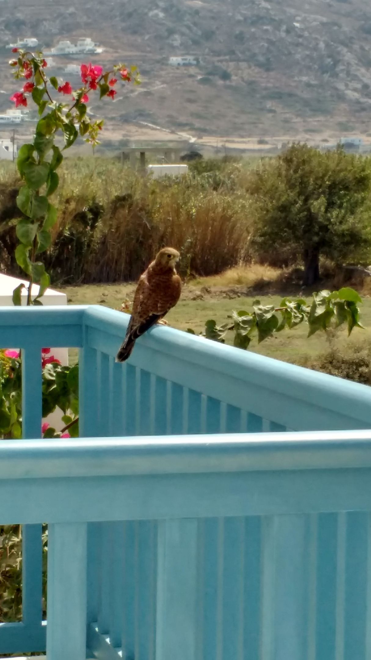 Blue Harmony Apartments Naxos