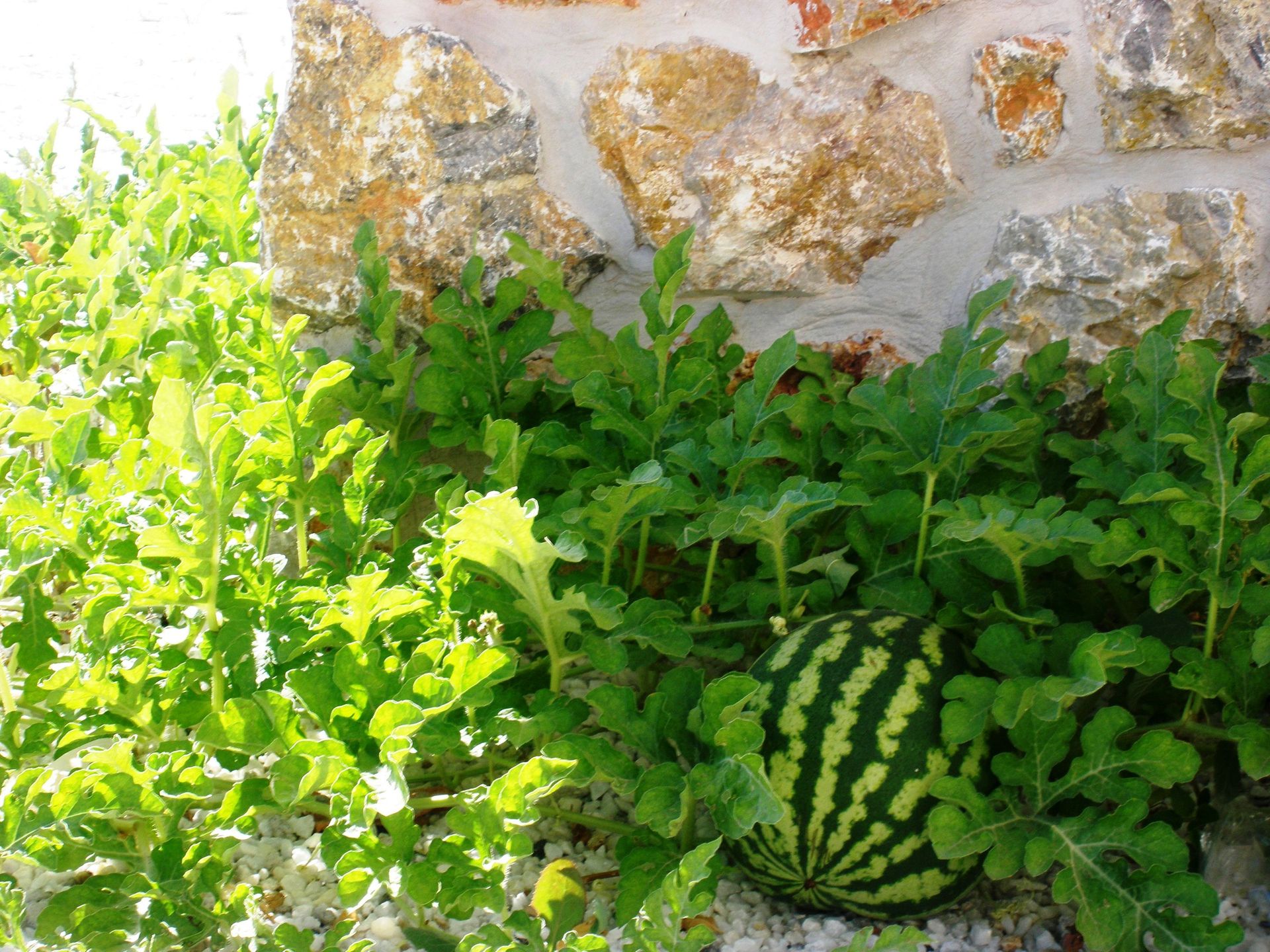 Blue Harmony Apartments Naxos