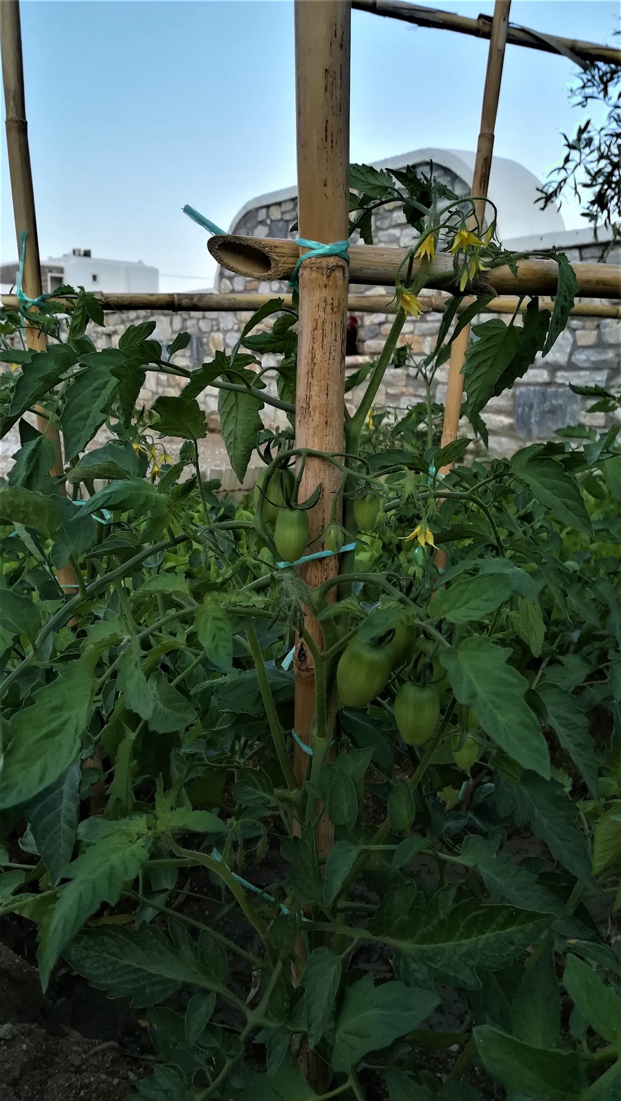 Blue Harmony Apartments Naxos