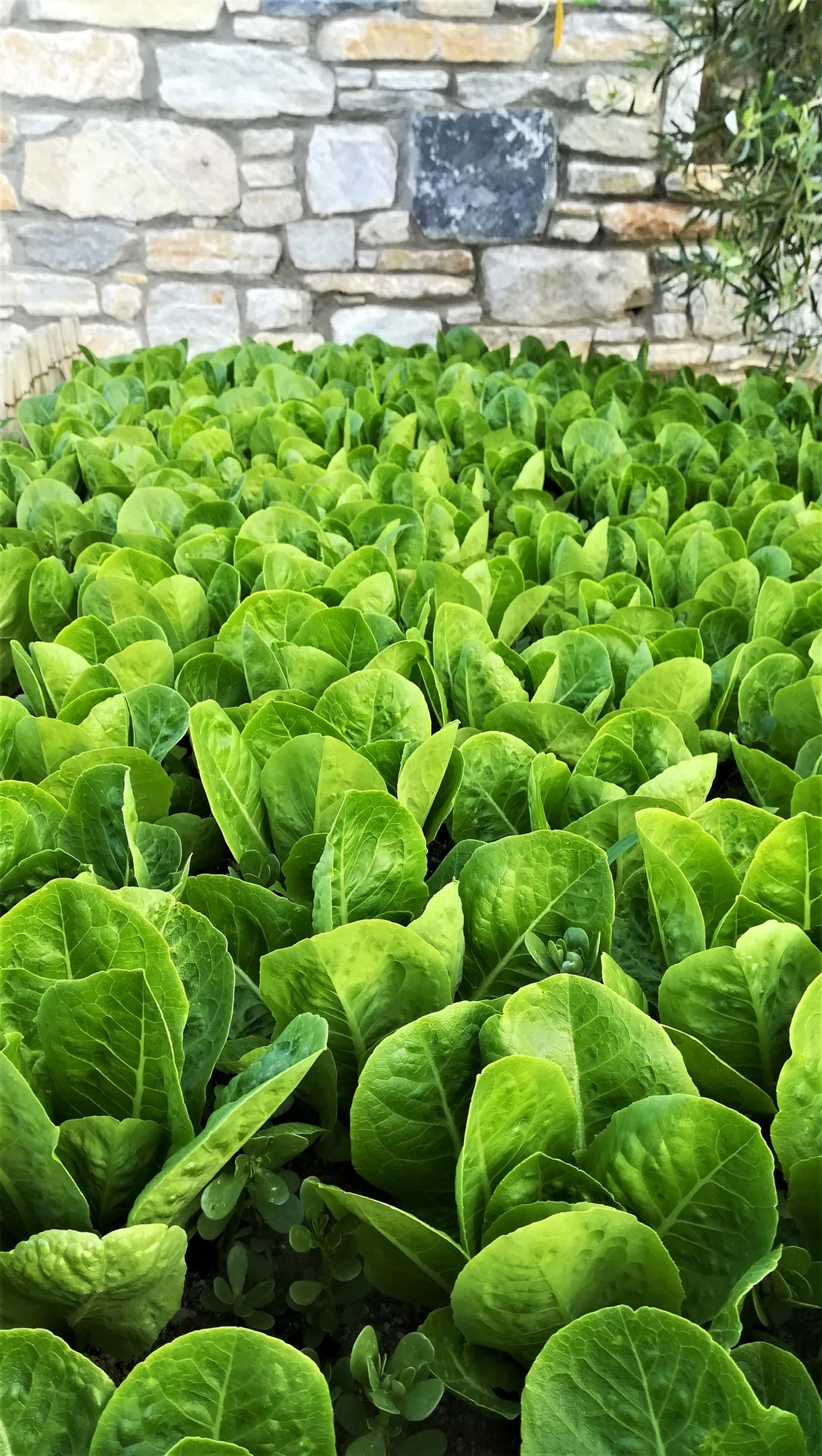 Blue Harmony Apartments Naxos