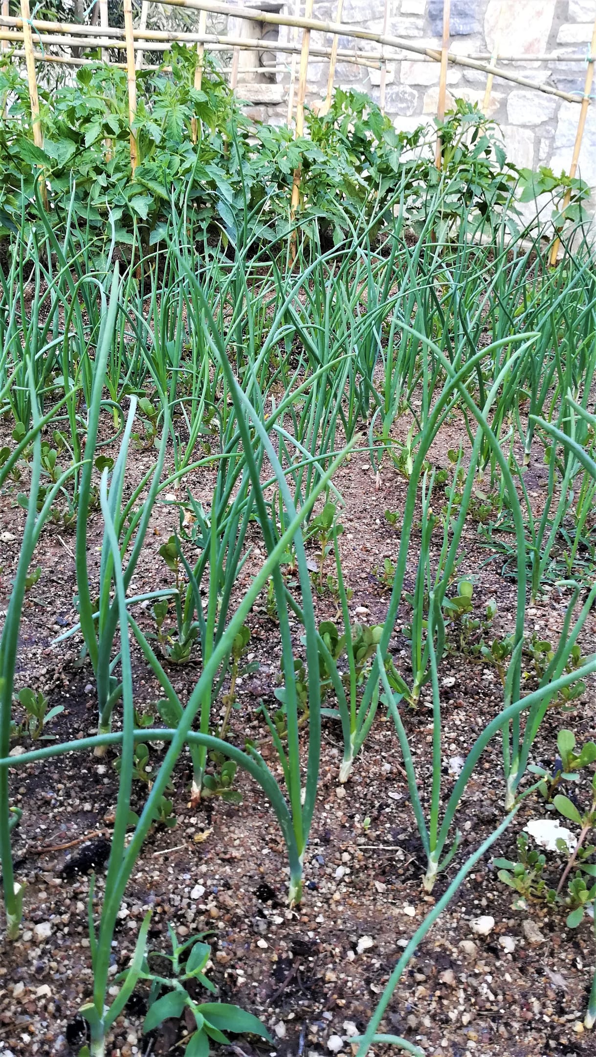 Blue Harmony Apartments Naxos