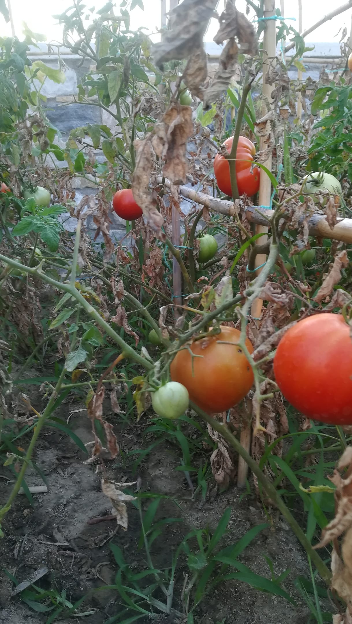 Blue Harmony Apartments Naxos