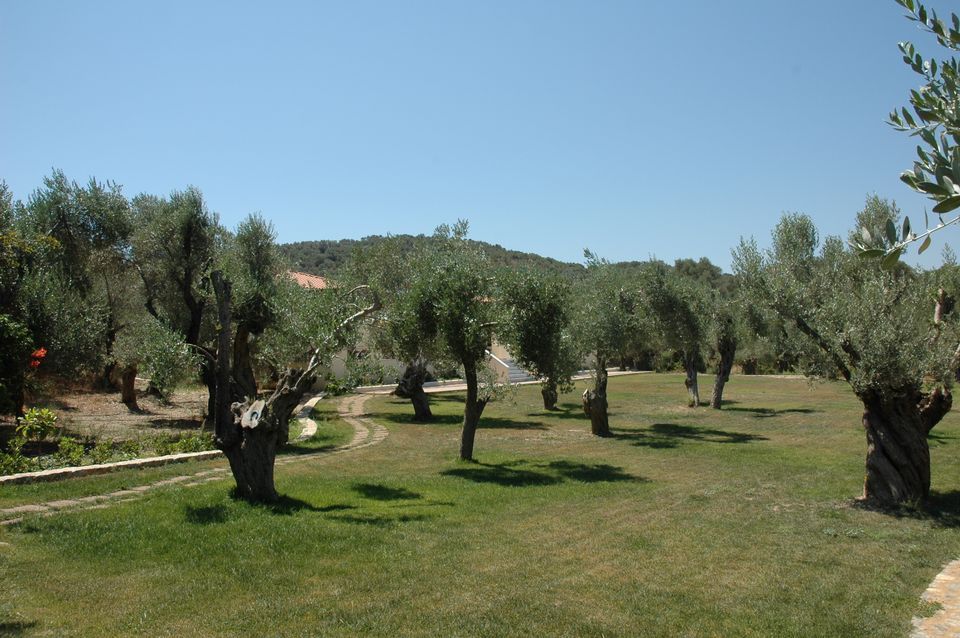 Garden of the GERA'S OLIVE GROVE venue