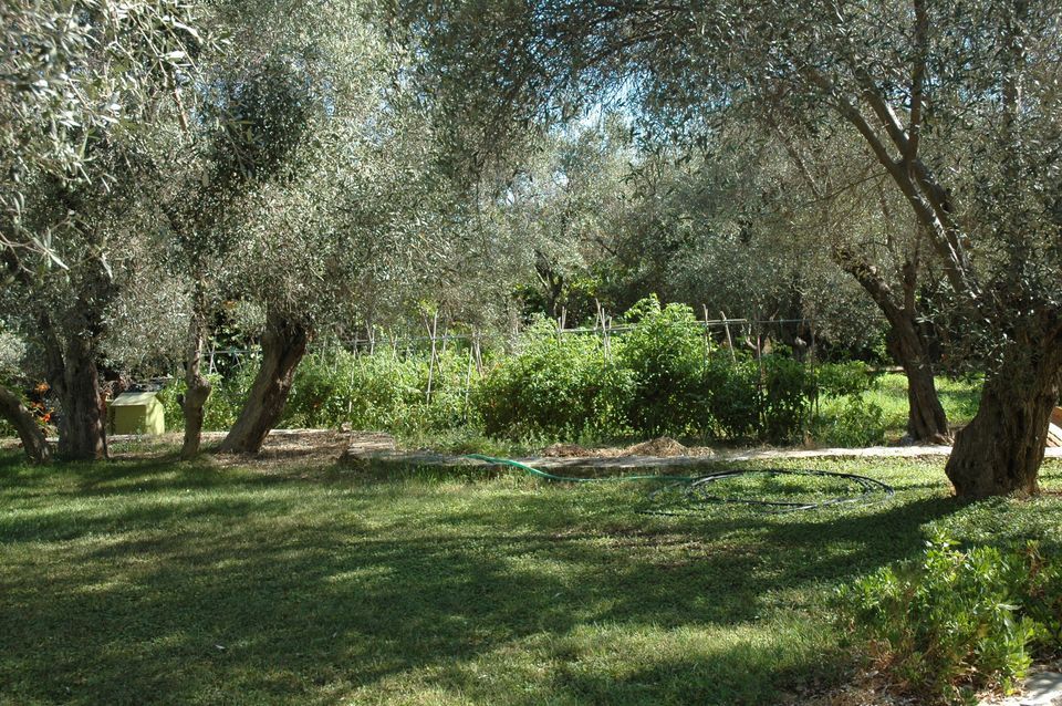 Agriculture ground used for crop farming