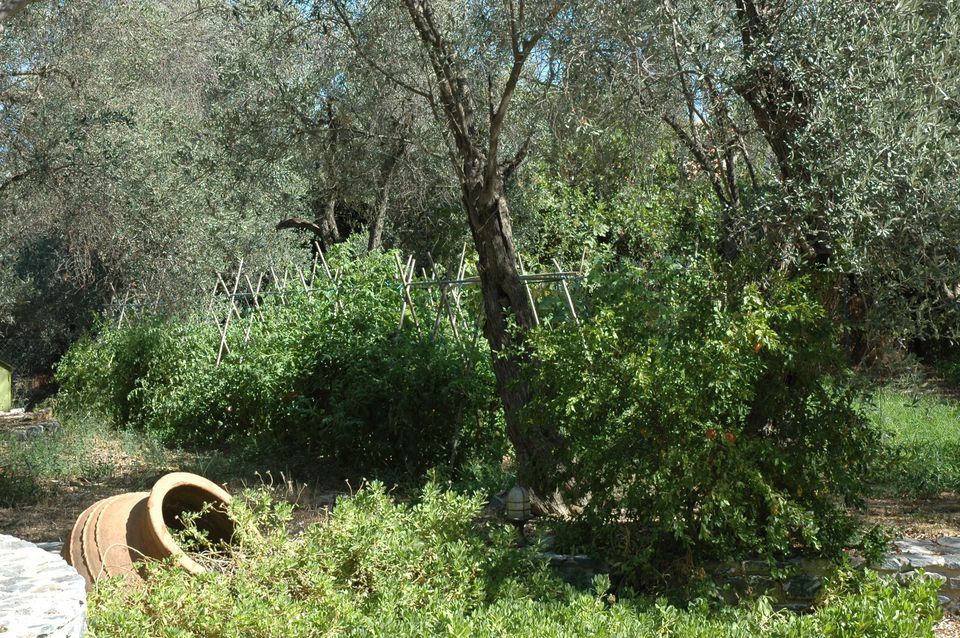Small agricultural ground used for crop farming