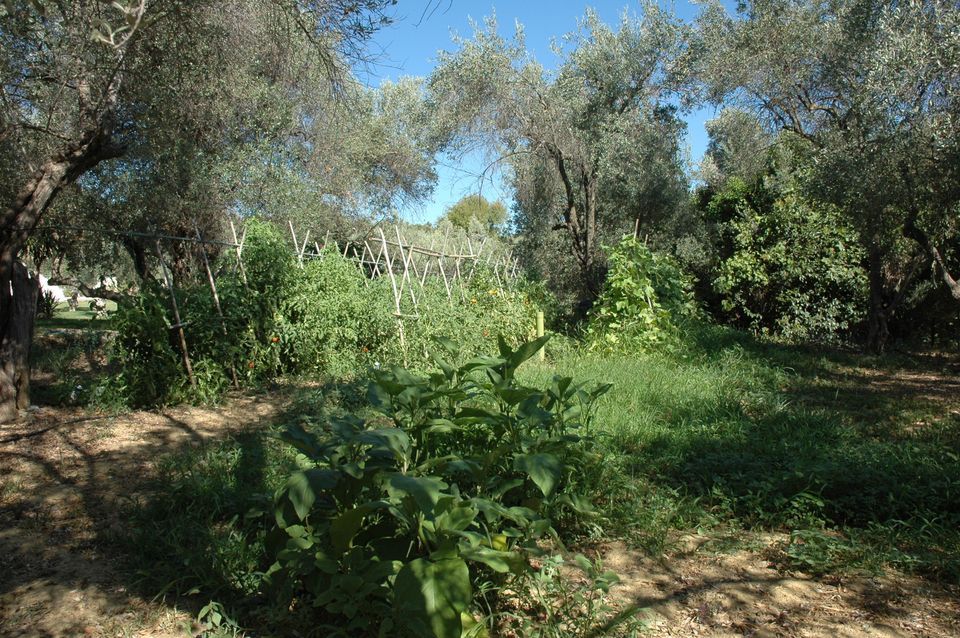 Small agricultural ground used for crop farming
