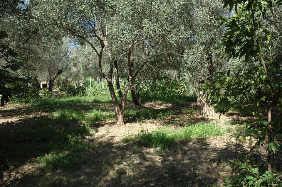 Agriculture ground used for crop farming