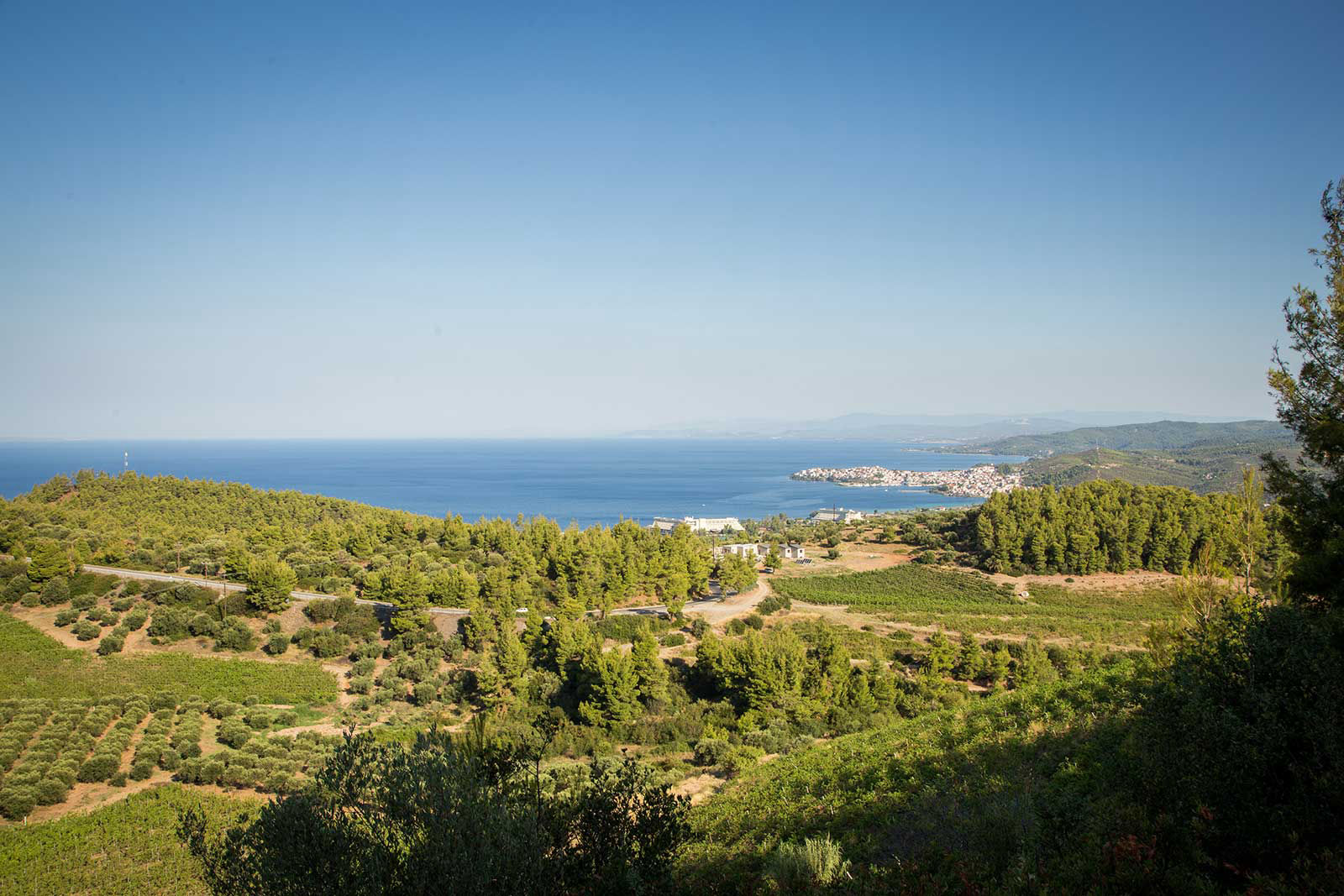 Alikon Adult-Only