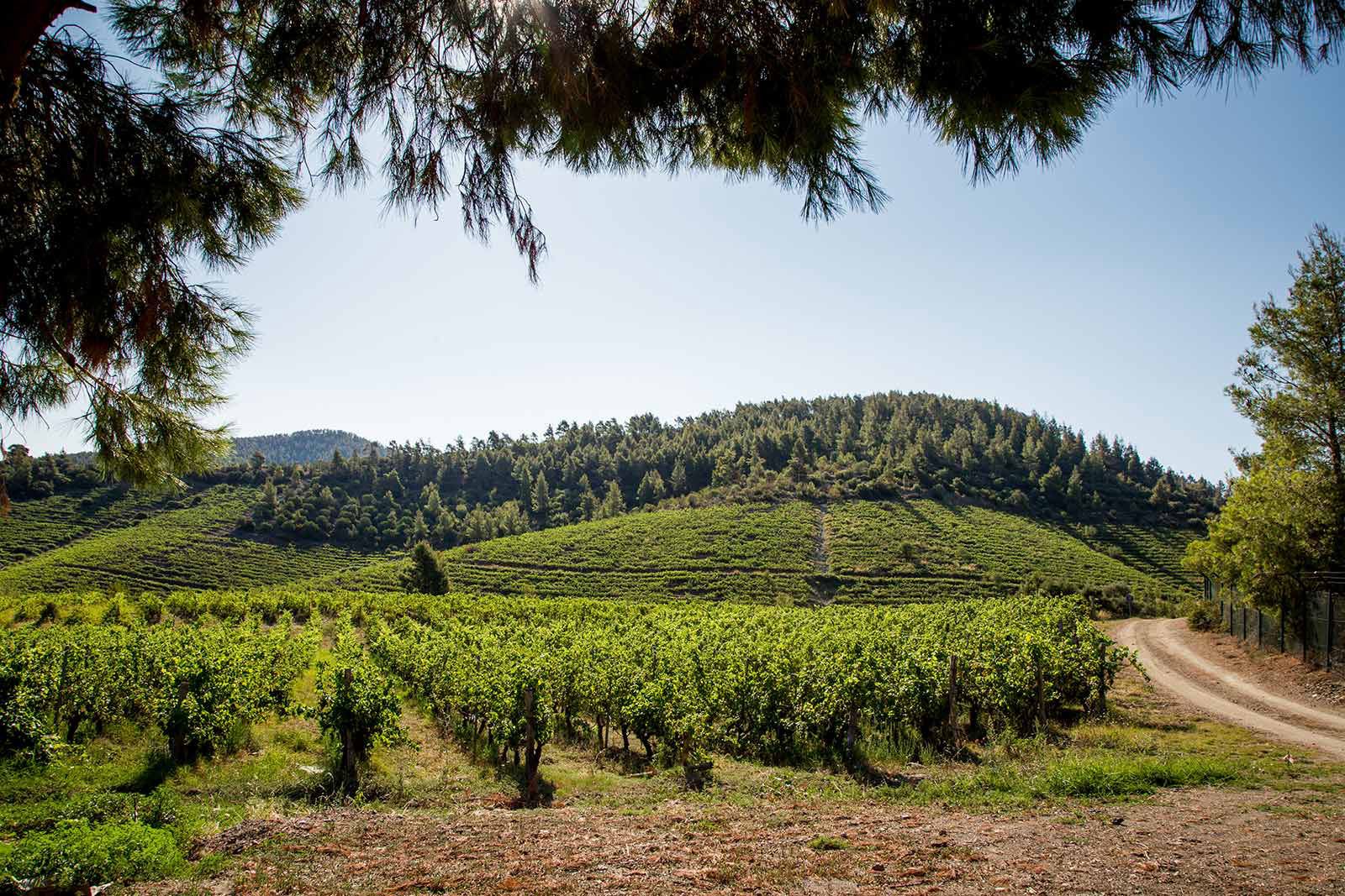 Alikon Adult-Only