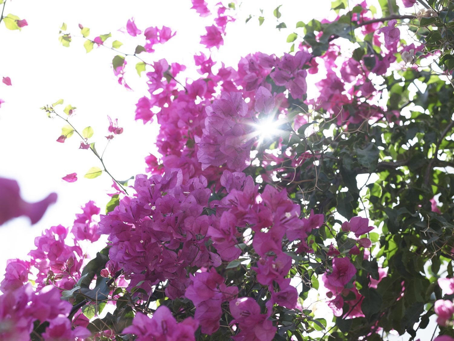 Polikandia Hotel Folegandros