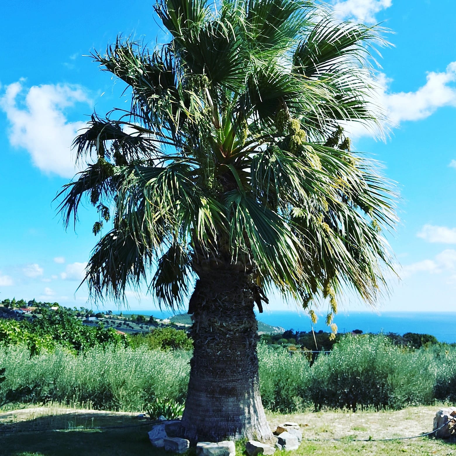 Our amazing garden with sea view.