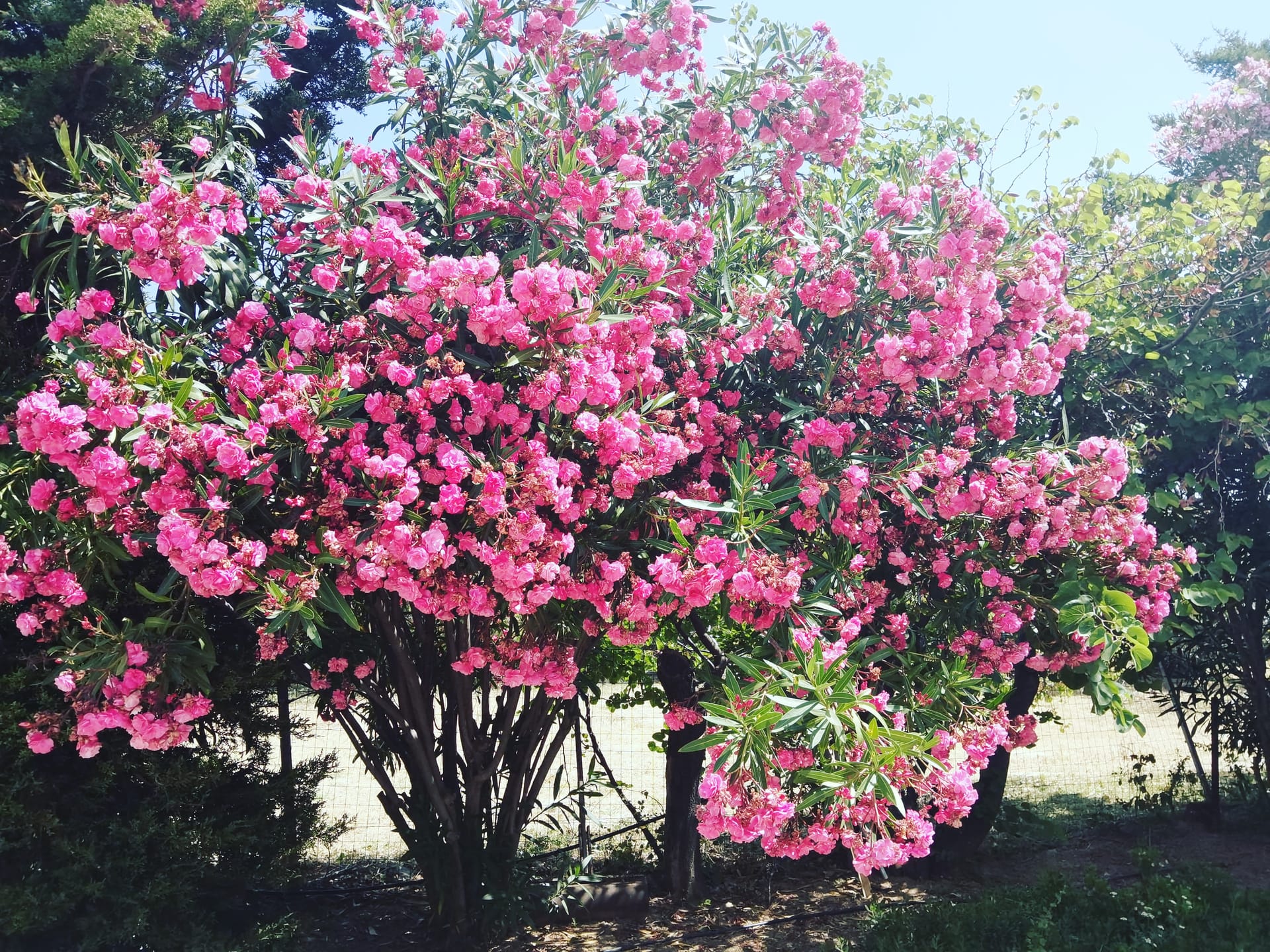 A small part of our garden.