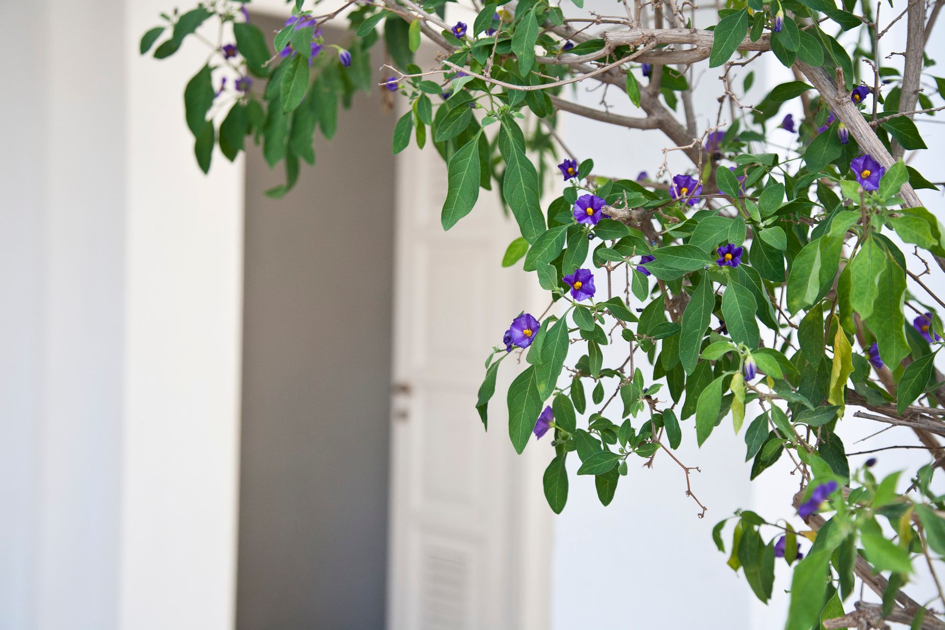 Smaragdi Hotel Sifnos